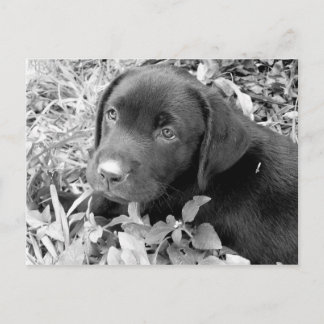Black lab puppy postcard
