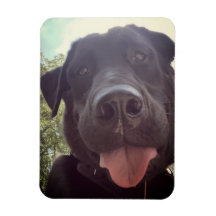 Black Lab Selfie Dog Photo