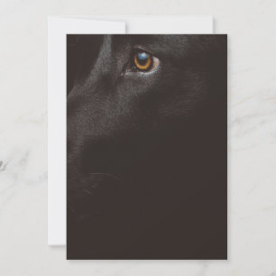 black lab thank you card