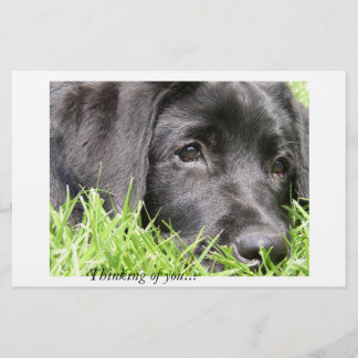 Black Lab Thinking of You