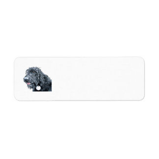 Black Labradoodle