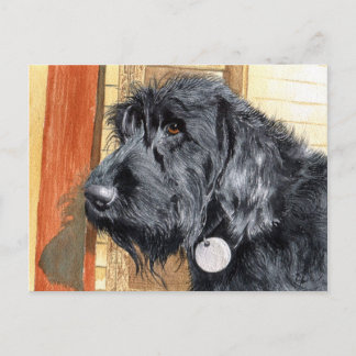 Black Labradoodle #1 Postcard