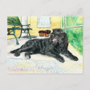 Black Labradoodle Postcard