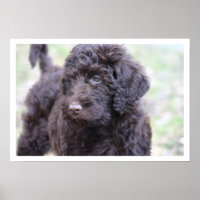 Black Labradoodle