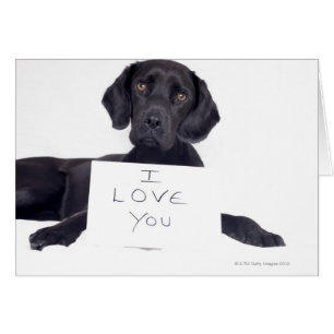 Black Labrador 13 Months
