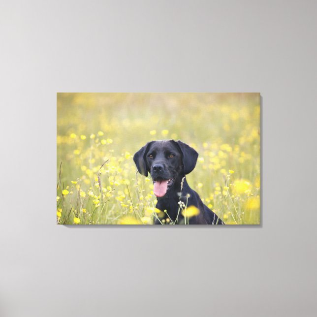 Black labrador 16 Months 2 Canvas Print (Front)