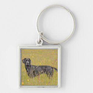 Black labrador 16 Months 2 Key Ring