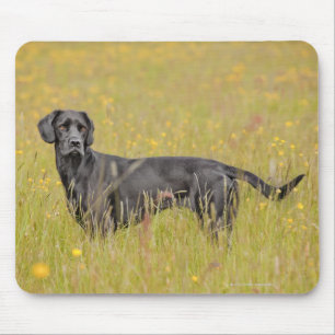 Black labrador 16 Months 2 Mouse Mat