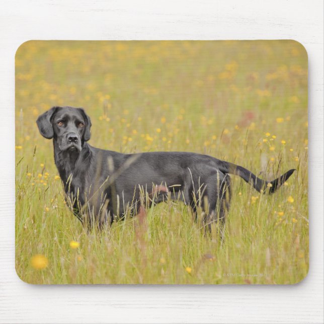 Black labrador 16 Months 2 Mouse Mat (Front)
