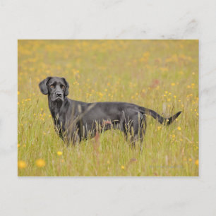Black labrador 16 Months 2 Postcard