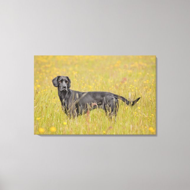 Black labrador 16 Months Canvas Print (Front)