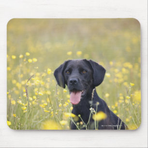 Black labrador 16 Months Mouse Mat