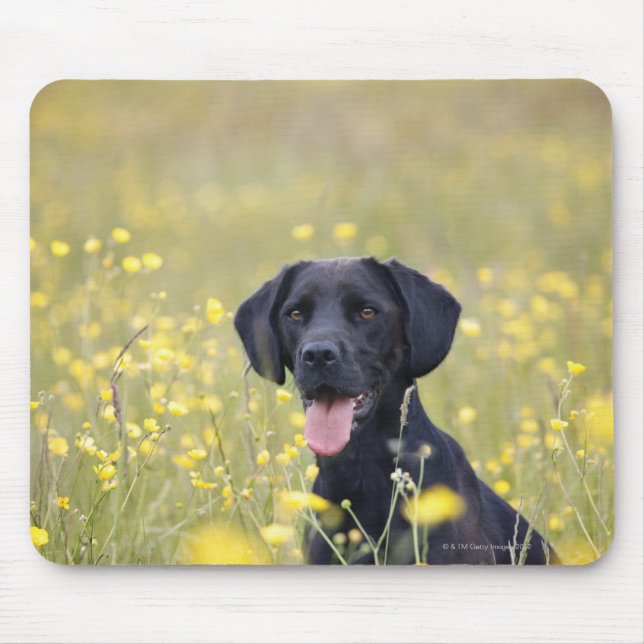 Black labrador 16 Months Mouse Mat (Front)