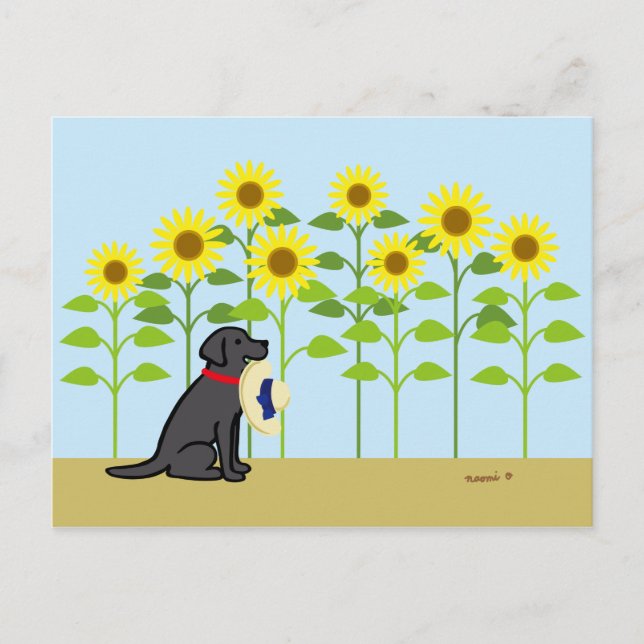 Black Labrador and Sunflowers Summer Postcard (Front)