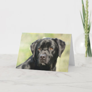 Black Labrador Birthday Card