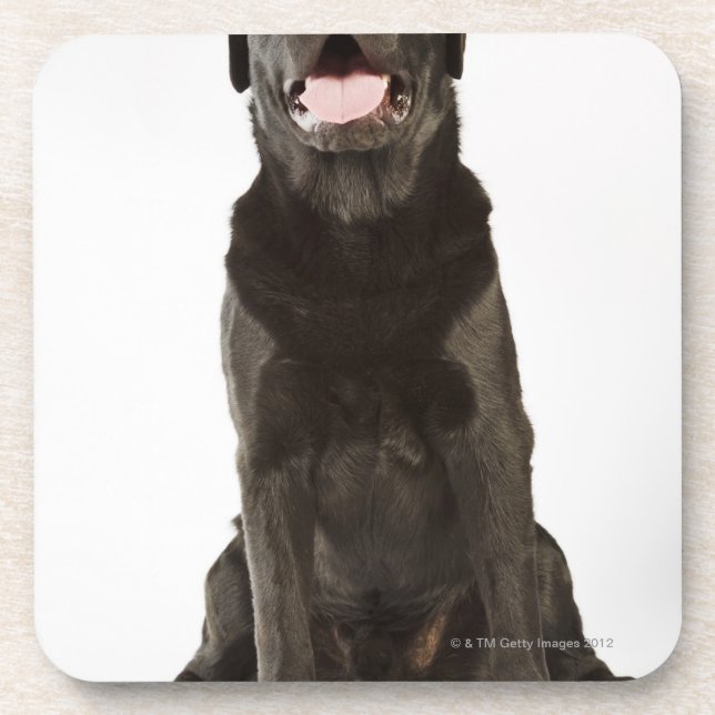 Black Labrador (Canis familiaris), panting, Coaster (Front)