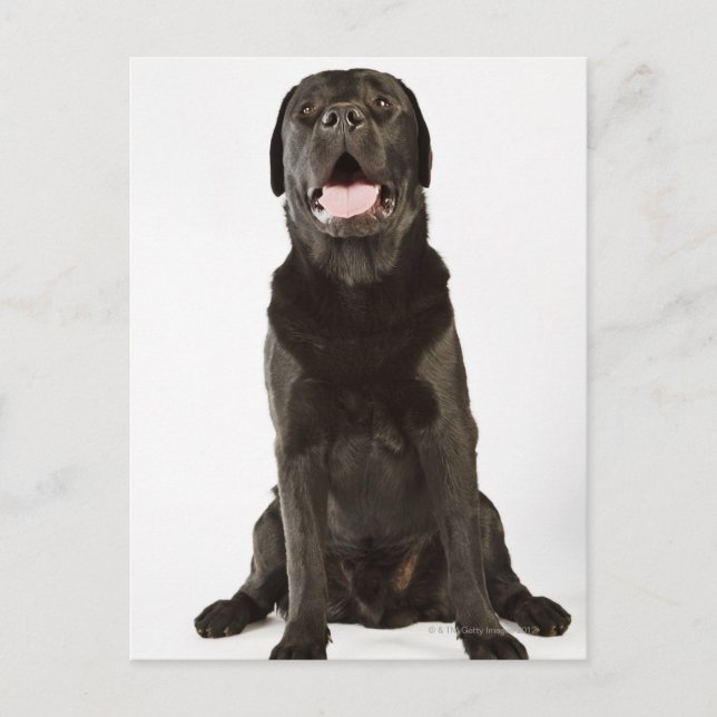 Black Labrador (Canis familiaris), panting, Postcard (Front)