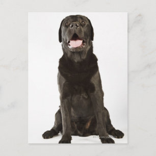 Black Labrador (Canis familiaris), panting, Postcard