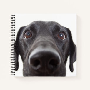 Black Labrador Closeup Portrait Notebook