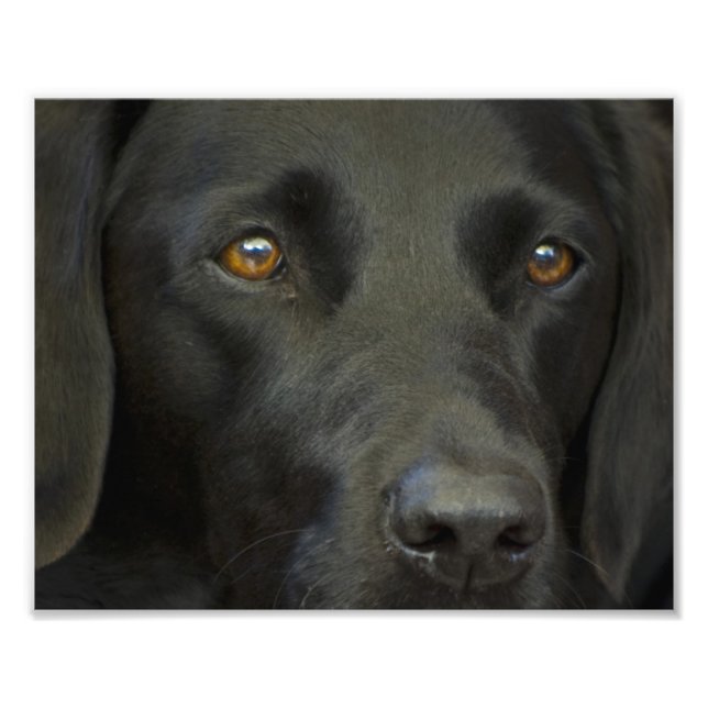 Black Labrador Dog Photo Print (Front)