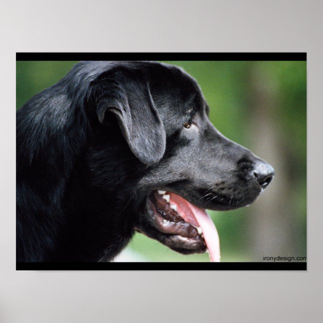 Black Labrador Dog Poster (Front)