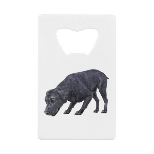 Image of Black Labrador Dog Sniffing the Ground