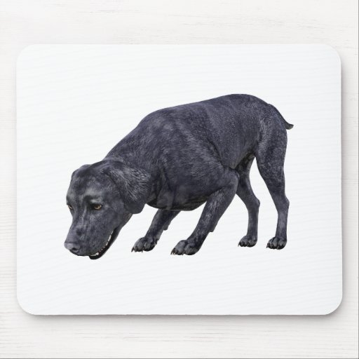 Image of Black Labrador Dog Sniffing the Ground Mouse Mat