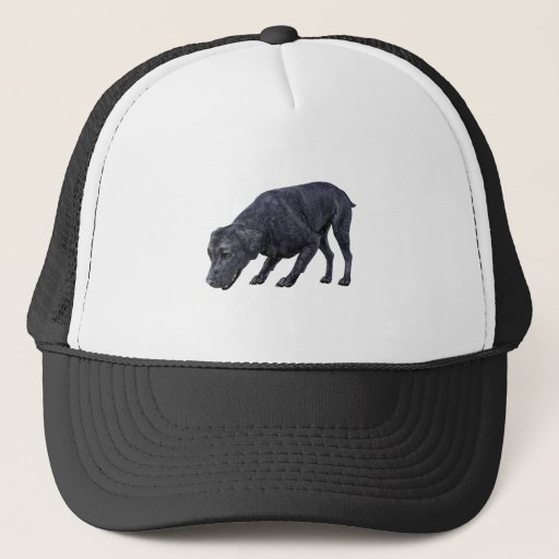 Image of Black Labrador Dog Sniffing the Ground Trucker Hat