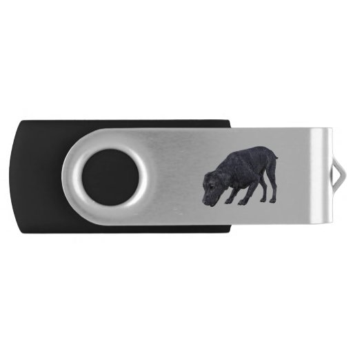Image of Black Labrador Dog Sniffing the Ground Usb Flash Drive