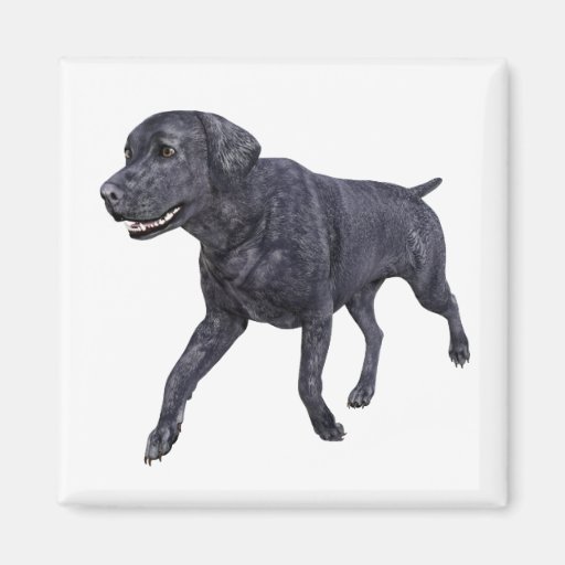 Image of Black Labrador Dog Walking Magnet