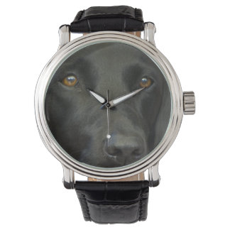 Black Labrador Dog Watch