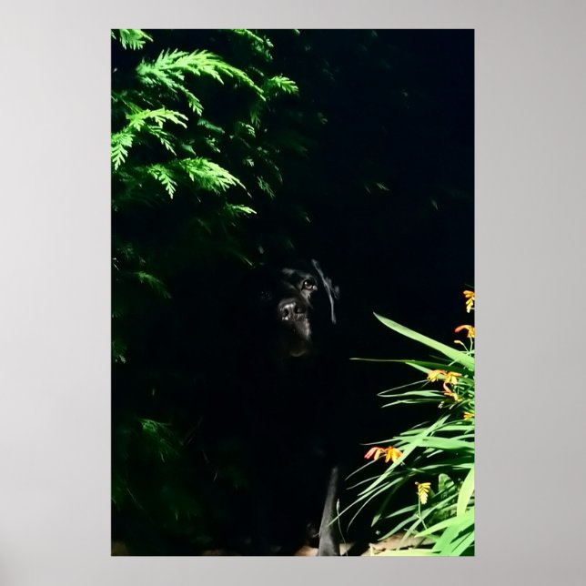 Black Labrador hiding place. Poster (Front)