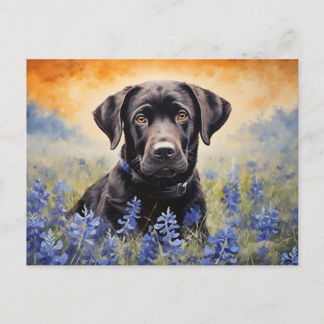 Black Labrador in Bluebonnets Postcard (Front)