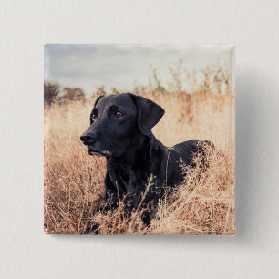Black Labrador In Dry Grass 15 Cm Square Badge