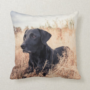 Black Labrador In Dry Grass Cushion