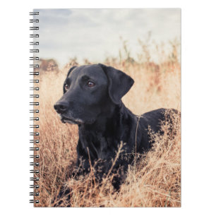 Black Labrador In Dry Grass Notebook