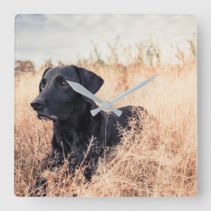 Black Labrador In Dry Grass Square Wall Clock