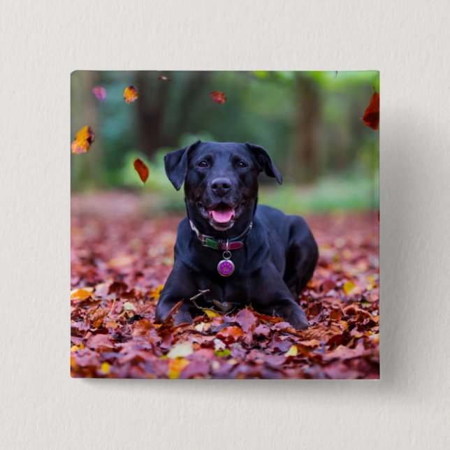 Black Labrador In Fall Leaves 15 Cm Square Badge (Front)