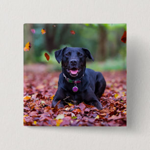Black Labrador In Fall Leaves 15 Cm Square Badge