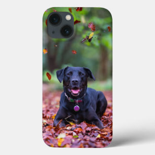 Black Labrador In Fall Leaves iPhone 13 Case