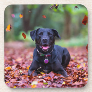 Black Labrador In Fall Leaves Coaster