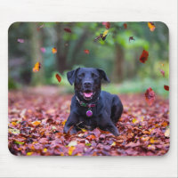 Black Labrador In Fall Leaves