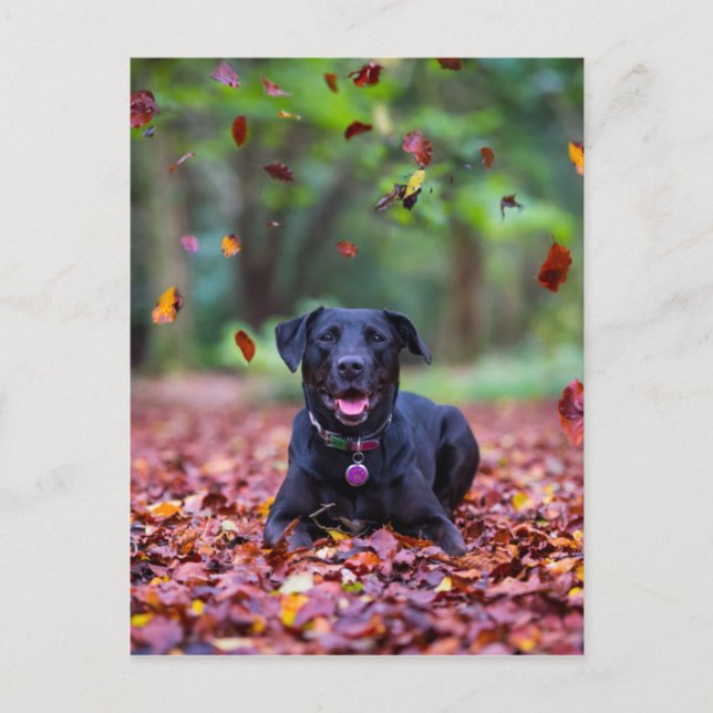 Black Labrador In Fall Leaves Postcard (Front)