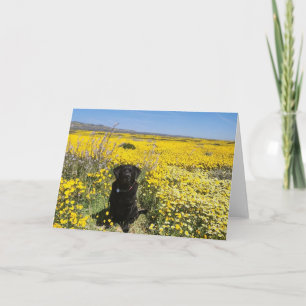 Black Labrador in Yellow Flower Superbloom Invitation