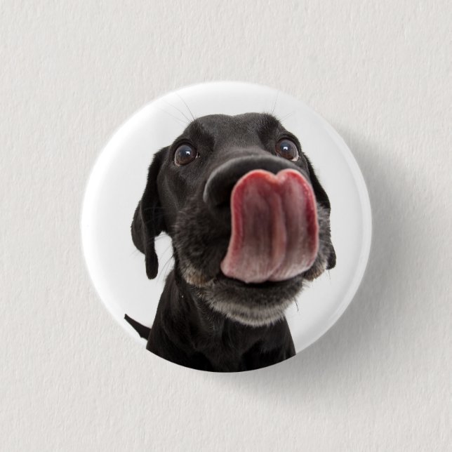 Black Labrador Licking Its Nose 3 Cm Round Badge (Front)