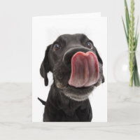 Black Labrador Licking Its Nose