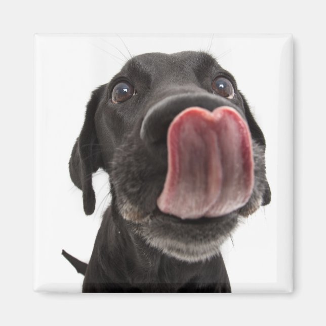 Black Labrador Licking Its Nose Magnet (Front)