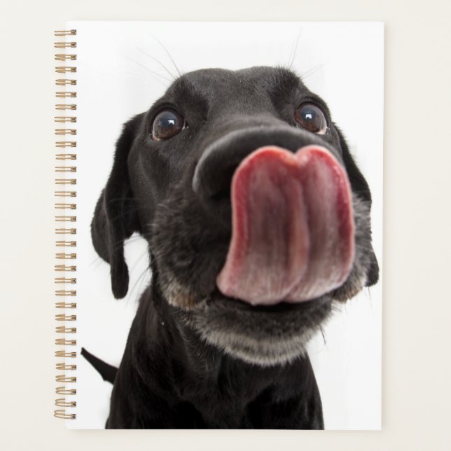 Black Labrador Licking Its Nose Planner (Front)