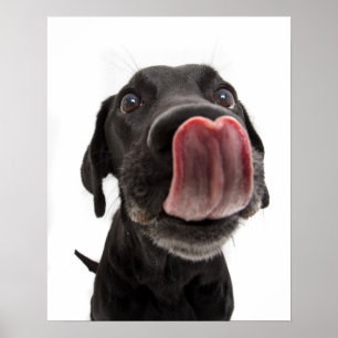 Black Labrador Licking Its Nose Poster