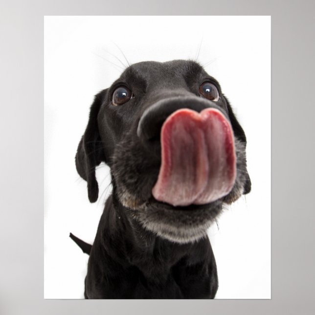 Black Labrador Licking Its Nose Poster (Front)